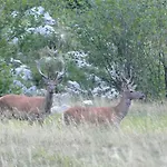 Na Meji * Pivka