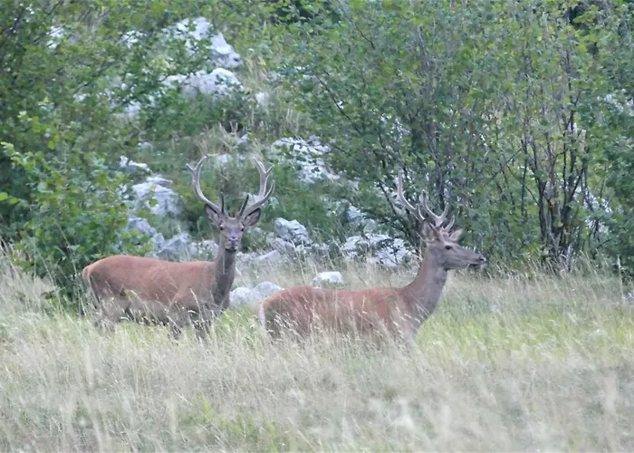 Na Meji * بيفكا